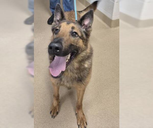 Medium Photo #1 German Shepherd Dog Puppy For Sale in Decatur, IL, USA