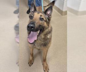 German Shepherd Dog Dogs for adoption in Decatur, IL, USA