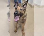 Small German Shepherd Dog