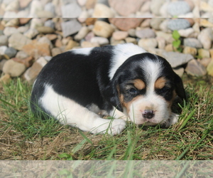 Beaglier Puppy for sale in BLOOMINGTON, IN, USA