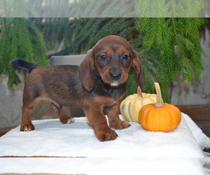 Dachshund Puppy for sale in GREENWOOD, WI, USA