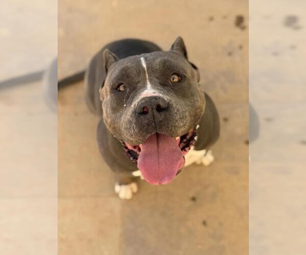 Medium Photo #1 Mutt Puppy For Sale in Santa Maria, CA, USA