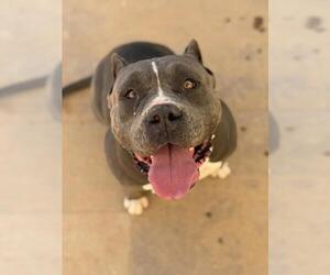 Mutt Dogs for adoption in Santa Maria, CA, USA