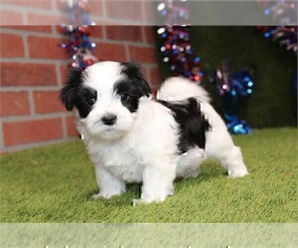 Medium Photo #16 Morkie Puppy For Sale in THONOTOSASSA, FL, USA
