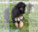 Small #2 Poodle (Toy)-Yorkshire Terrier Mix