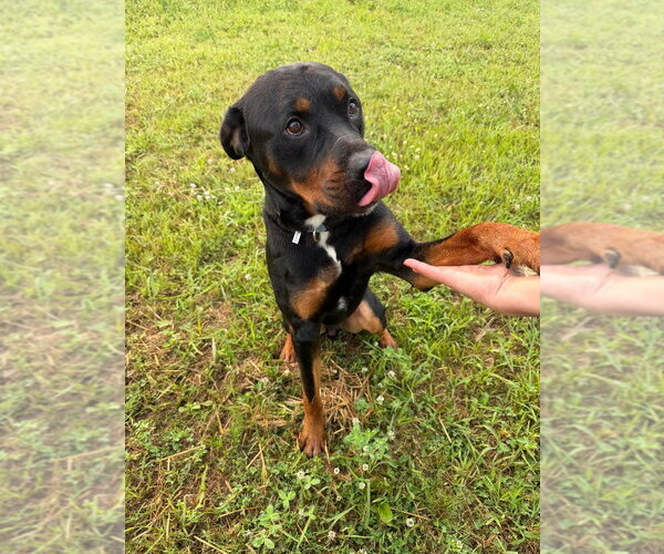 Medium Photo #4 Rottweiler Puppy For Sale in Pierceton , IN, USA