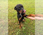 Small #3 Rottweiler