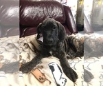 Small Photo #6 Great Dane Puppy For Sale in MOUNT PLEASANT, WI, USA