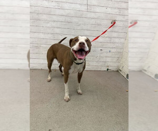 Medium Photo #1 Mutt Puppy For Sale in San Bernardino, CA, USA