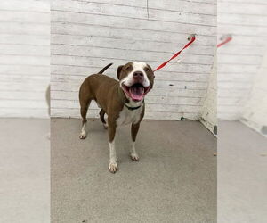 Mutt Dogs for adoption in San Bernardino, CA, USA