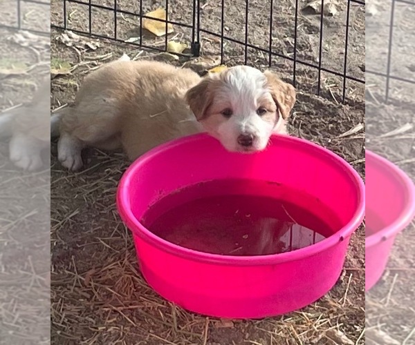 Medium Photo #5 Border Collie Puppy For Sale in WINCHESTER, CA, USA