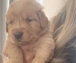 Small Photo #1 Golden Retriever Puppy For Sale in SAN JOSE, CA, USA