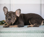 Puppy Jake French Bulldog
