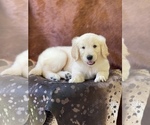 Small Photo #13 Golden Retriever Puppy For Sale in WESLEY CHAPEL, FL, USA