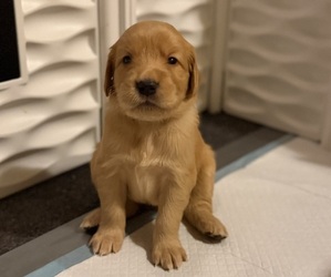Golden Retriever Puppy for sale in SACRAMENTO, CA, USA