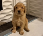 Image preview for Ad Listing. Nickname: Litter of 8