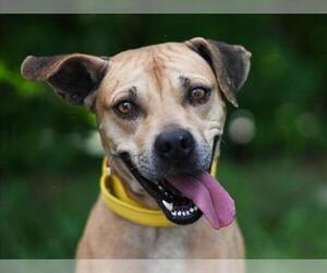 Black Mouth Cur-Unknown Mix Dogs for adoption in Tavares, FL, USA