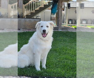 WIllow Mae - Female Great Pyrenees Dog for Adoption - Photo #2
