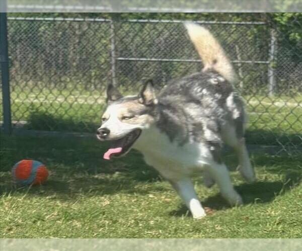 Medium Photo #2 - Mix Puppy For Sale in Texas City, TX, USA