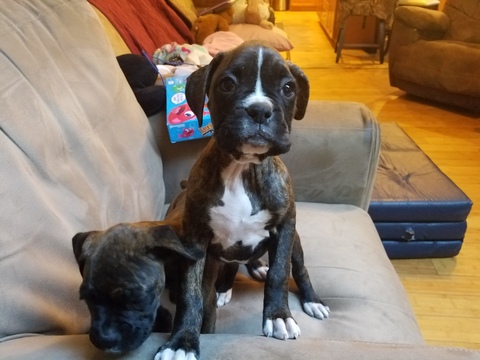 Medium Photo #1 Boxer Puppy For Sale in TACOMA, WA, USA