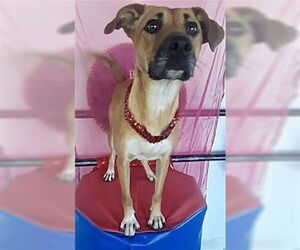 Black Mouth Cur-Boxer Mix Dogs for adoption in Dana Point, CA, USA