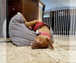 Small #3 American Staffordshire Terrier Mix