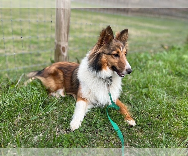 Medium Photo #1 Shetland Sheepdog Puppy For Sale in KINGSPORT, TN, USA