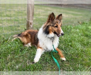 Mother of the Shetland Sheepdog puppies born on 08/03/2026