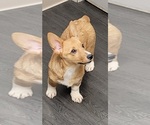 Small Photo #1 Pembroke Welsh Corgi Puppy For Sale in WOOSTER, OH, USA