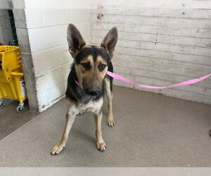 German Shepherd Dog Dogs for adoption in San Bernardino, CA, USA