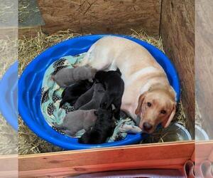 Mother of the Labrador Retriever puppies born on 02/05/2023