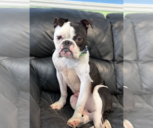 Medium Photo #4 Bulldog-Unknown Mix Puppy For Sale in Spring Lake, NJ, USA