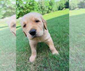 Golden Retriever Litter for sale in LEXINGTON, GA, USA