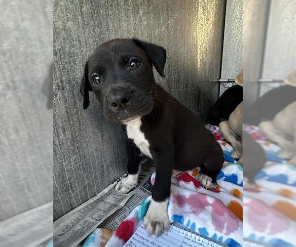 Medium Photo #1 Mutt Puppy For Sale in San Antonio, TX, USA
