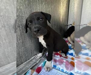 Mutt Dogs for adoption in San Antonio, TX, USA
