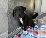 Small Mutt