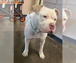 Small Bulldog Mix