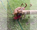 Litter of 3 - Female BoxitaLitter of Puppies for Sale - Small photo