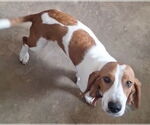 Small #2 Basset Hound