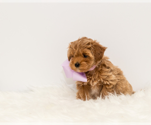 Medium Photo #5 Maltipoo Puppy For Sale in LITTLE ROCK, AR, USA