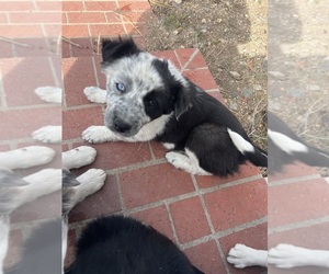 Border Collie Puppy for Sale in PARKER, Colorado USA