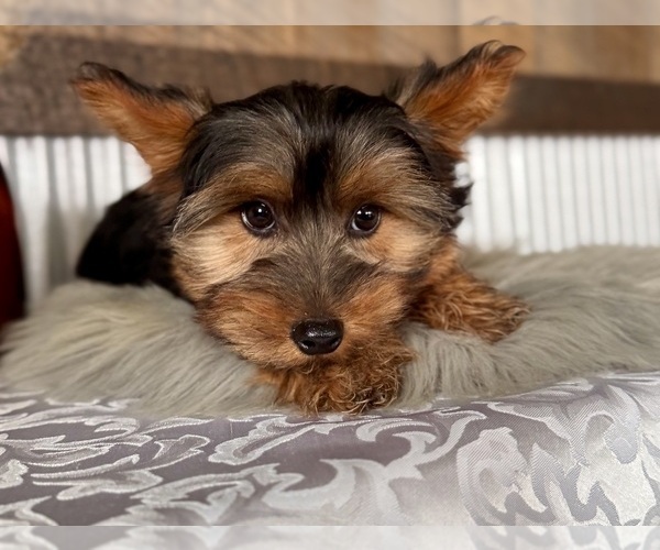 Medium Photo #6 Yorkshire Terrier Puppy For Sale in NAPPANEE, IN, USA