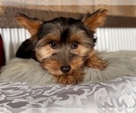 Small #5 Yorkshire Terrier