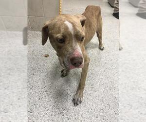 American Pit Bull Terrier-Unknown Mix Dogs for adoption in Conroe, TX, USA