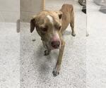 Small American Pit Bull Terrier Mix