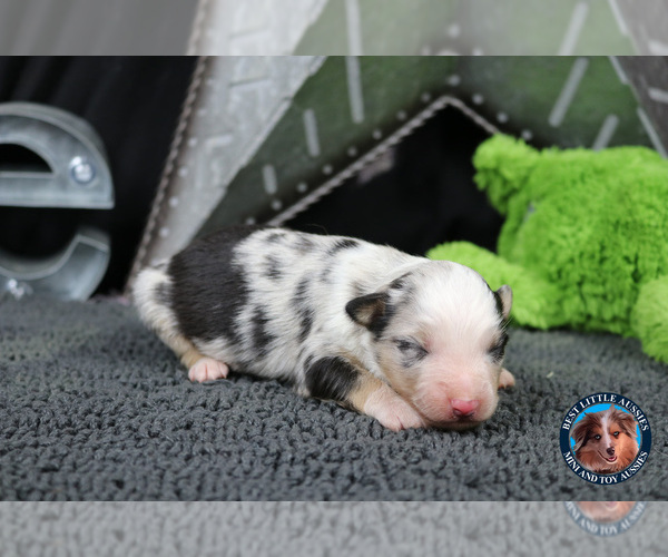 Medium Photo #33 Miniature Australian Shepherd Puppy For Sale in GRANBURY, TX, USA