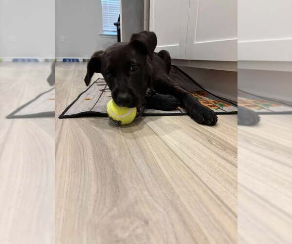 Medium Photo #2 Labrador Retriever-Unknown Mix Puppy For Sale in Holly Springs, NC, USA