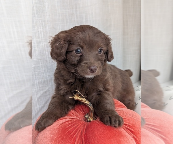 Medium Photo #4 Miniature Australian Shepherd-Poodle (Toy) Mix Puppy For Sale in CICERO, NY, USA