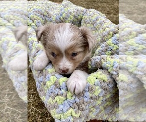 Miniature Australian Shepherd Puppy for sale in NEW WASHINGTN, IN, USA