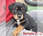 Puppy Puppy 7 Australian Shepherd-Rottweiler Mix